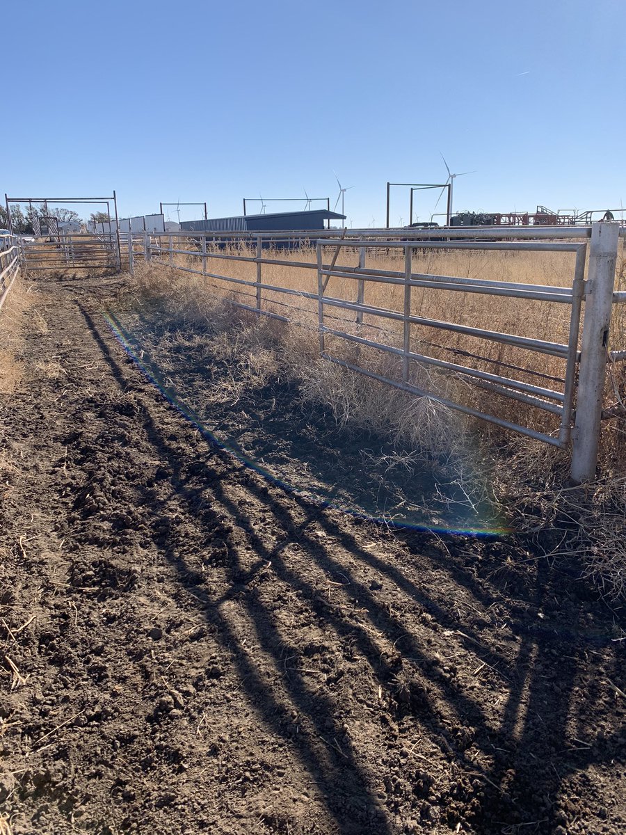 mjaeger6's tweet image. I’m running the sorting gate today. I feel like I need to stretch. #hamstringpull