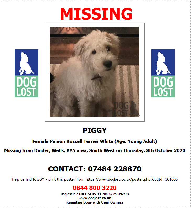 blacklab115's tweet photo. #findPIGGY still #missing 
Female Parson Russell Terrier White (Age: Young Adult)
Missing from Dinder, Wells, BA5 area, South West on Thursday, 8th October 2020 https://t.co/iBBcdDAeFI