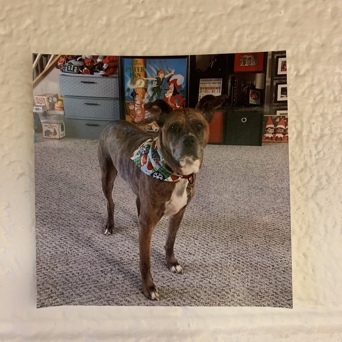 Spirit Week Day 2: bring your pet to class! My sweet pup is probably sleeping at home, but of course I have a picture of her in my office! 🐶 #VHSOneFamily