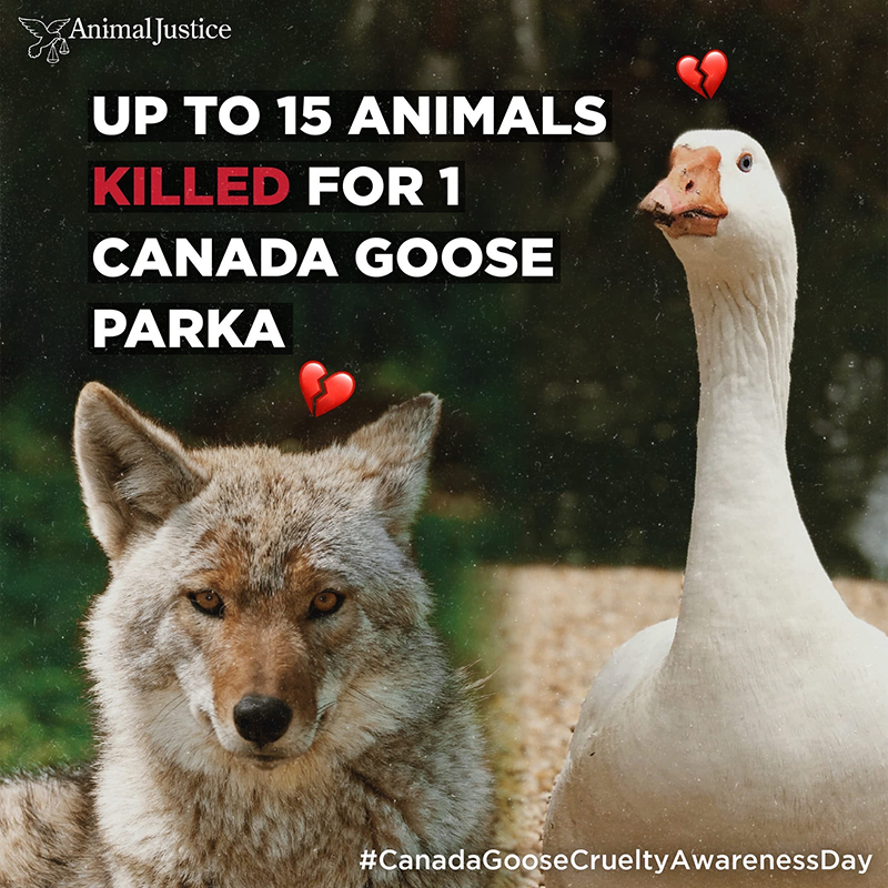 BanKillContests's tweet photo. It's #canadaGooseCrueltyAwarenessDay Please be compassionate...buy #winterwear made from non-lethal fabrics. ❄️❄️❄️ #Furisdead #BeFurFree #NoFur #NoDown #CompassionistheFashion🦊🦝🦢🦆🕊️❤️ https://t.co/DcxFsXsDCz