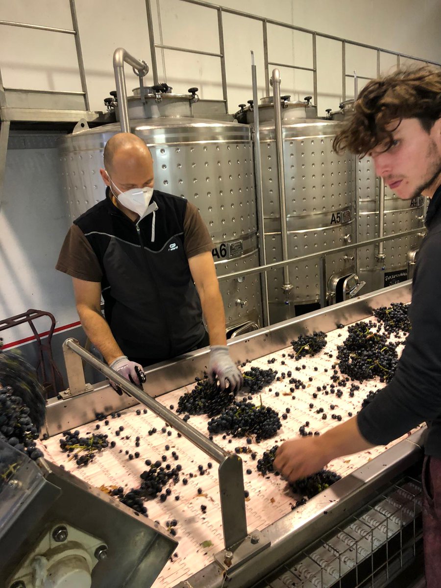 BodegasZugober's tweet photo. Clave fundamental en la calidad de los #VinosBelezos es el transporte de nuestra uva del campo a bodega lo más rápidamente posible y en pequeñas cajas ¡Cada minuto cuenta! https://t.co/IR5z98H9ZW
#zugober #Belezos #vendimia2020 #RiojaAlavesa #elvinosehaceenlaviña #Rioja #vendimia https://t.co/k9iMnyqIrL