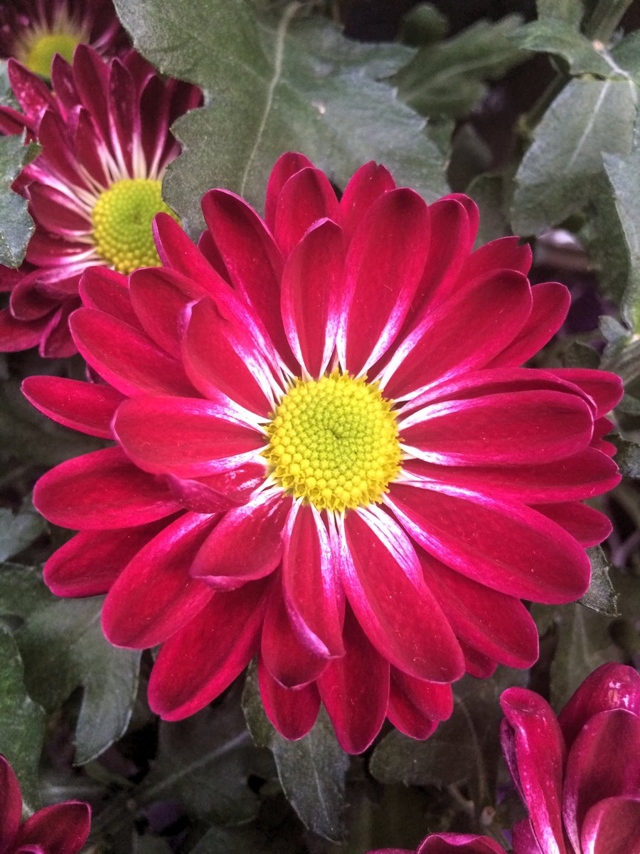 redbermdesign's tweet photo. Small things matter. 💐🌱 Cheers to a positive week #MotivationalQuotes #MotivationalMonday #nature #flowers https://t.co/6KKwMcBMSL