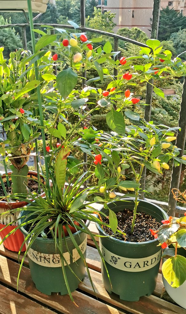 LaviniaEngel's tweet photo. One thing about me is I'll grow a garden wherever I am. 🍋🌶️🌱🍍💚🌸 https://t.co/C7kGOZziAK