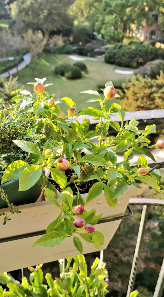 LaviniaEngel's tweet photo. One thing about me is I'll grow a garden wherever I am. 🍋🌶️🌱🍍💚🌸 https://t.co/C7kGOZziAK