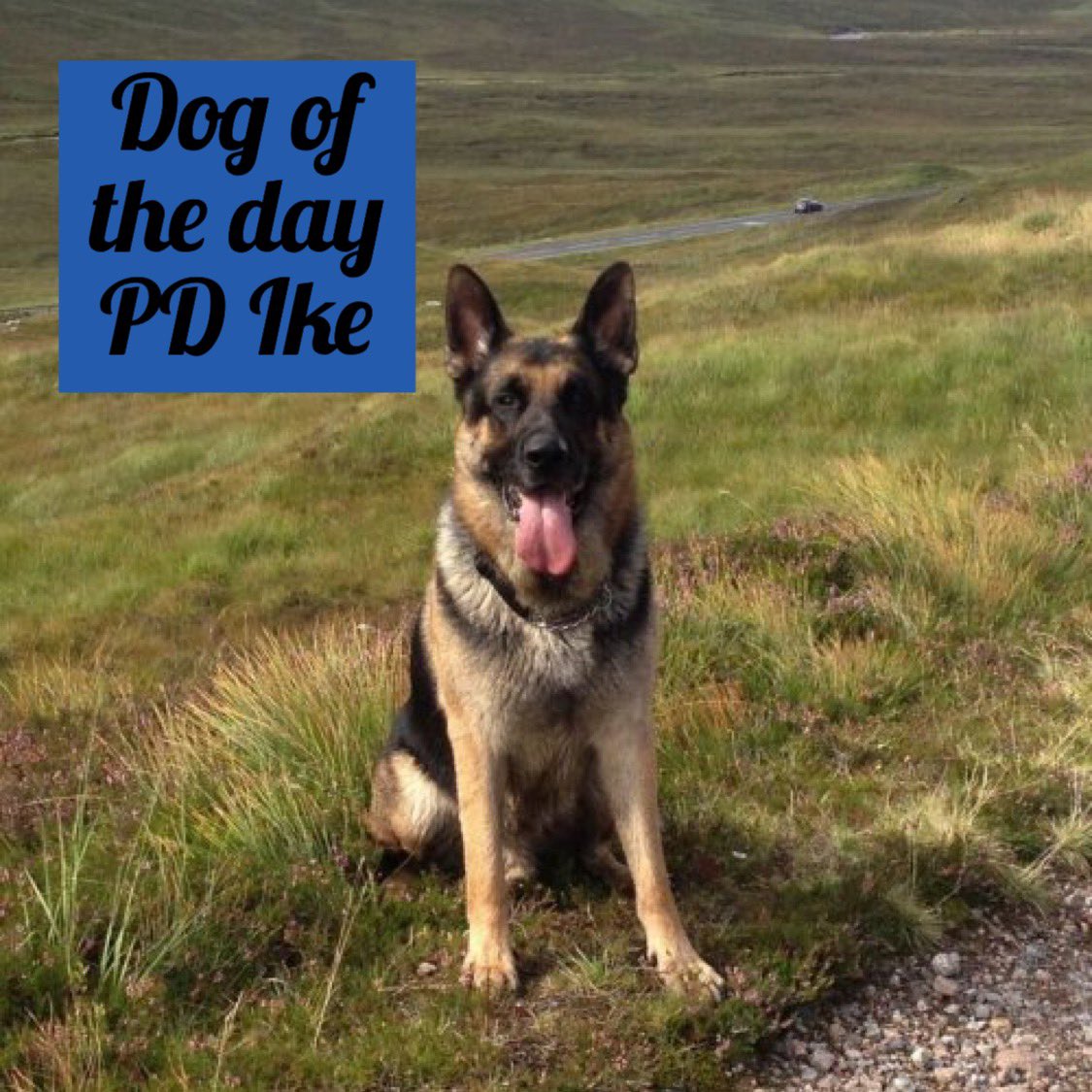 K9memorialUk's tweet photo. We have two dogs of the day today.
First is PD Ike.
Ike is one of our Roll Of Honour PDs who sadly crossed the rainbow bridge on 1st November 2016.
Thank you for your service πΎππΎ#WeWillRememberYou
https://t.co/dpsxseXCik
@polscotdogs @K9Scottish https://t.co/X8I75eBLM0