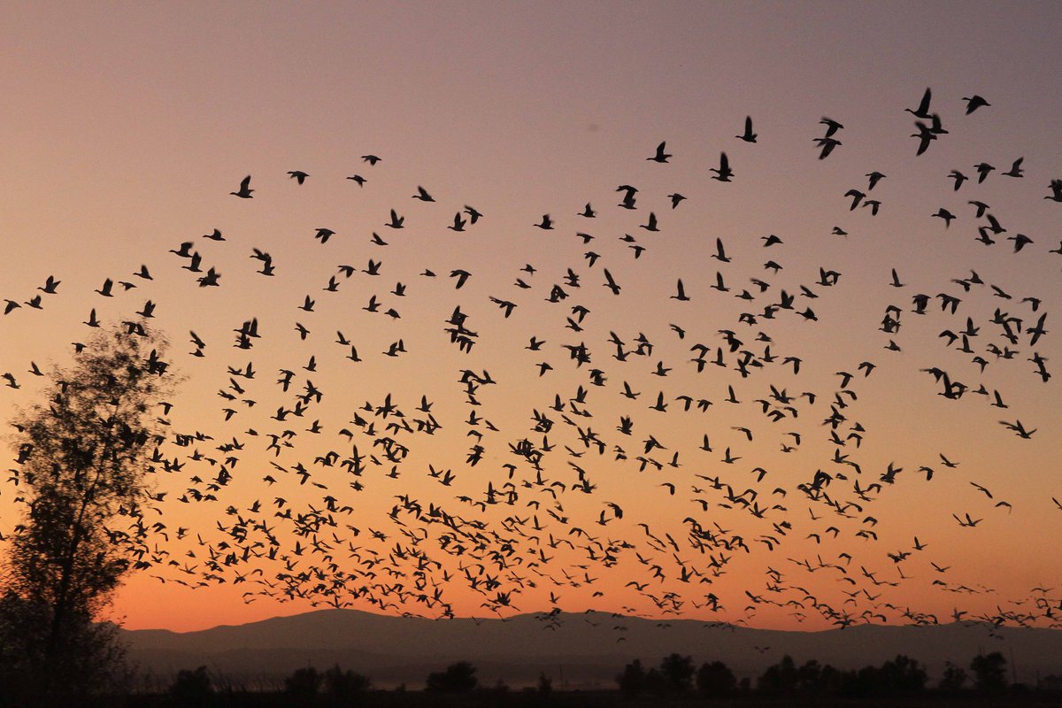 Archived: USFWS Pacific Southwest Region tweet media