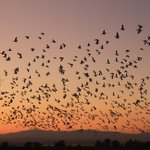 Photo by Archived: USFWS Pacific Southwest Region (@USFWS_PSW)