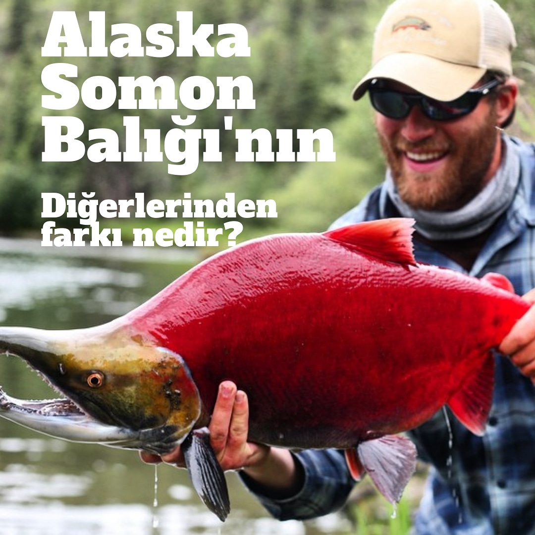 Su ne kadar soğuksa, balıklar da o kadar kaliteli yağ depoluyorlar.  Alaska Somonu da tam da bu nedenle diğerlerine oranla dünyanın en kaliteli Omega3 kaynağı haline geliyor.Alaska Somon Balığı vejeteryandır. Dolayısıyla ağır metaller içermez. #alaskasomonu #bedeninibesle #omega3