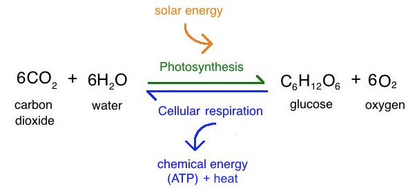 mit0ch0ndria1's tweet photo. We work closely with the @chl0r0p1ast in plant cells when it comes to energy. Chloroplasts use photosynthesis to turn CO2, H2O, and energy to produce glucose and O2 while we use glucose and O2 to produce CO2, H2O, and ATP! Check out this diagram for more info! #DynamicDuo https://t.co/JrJHl6wH6b