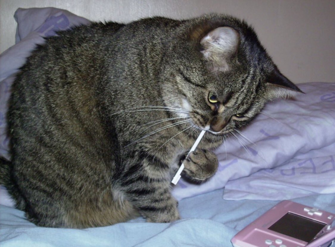 PictochatCat's tweet photo. https://t.co/RITyUgXxsl
