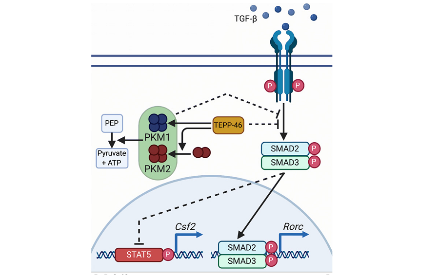 scisignal's tweet image. Activators of #PKM2 restrain the differentiation of T helper 17 cells but also expand #Tcells that secrete inflammatory #GMCSF, leading to inflammation in the brains of mice with MS-like disease. @GaultierAlban @UVaBIG @UVA fcld.ly/y98fzfn