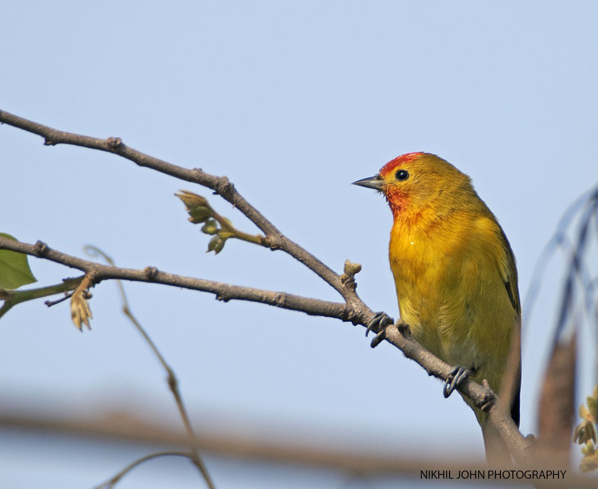 nikhilcjohn's tweet photo. #SongbirdSunday #IndiAves
The star of Bhondsi this year!! #FirecappedTit
It's lovely to see them hanging upside down. We saw 2 of them literally falling on the ground as they missed the branch. @IndiAves @Avibase @pnkjshm @vivek4wild @goldsant @rdrakesh @deomurari @mharshaips https://t.co/IJ1FMm8ZWs