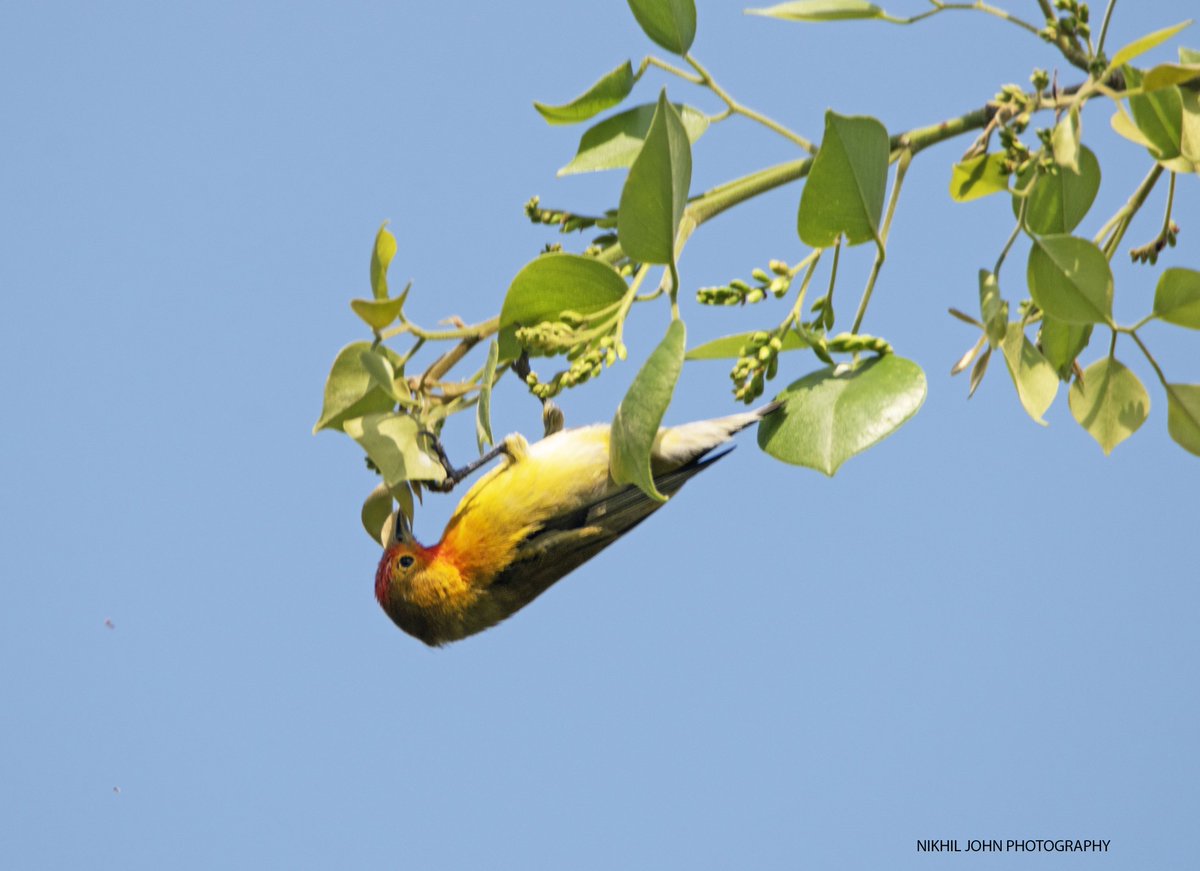 nikhilcjohn's tweet photo. #SongbirdSunday #IndiAves
The star of Bhondsi this year!! #FirecappedTit
It's lovely to see them hanging upside down. We saw 2 of them literally falling on the ground as they missed the branch. @IndiAves @Avibase @pnkjshm @vivek4wild @goldsant @rdrakesh @deomurari @mharshaips https://t.co/IJ1FMm8ZWs