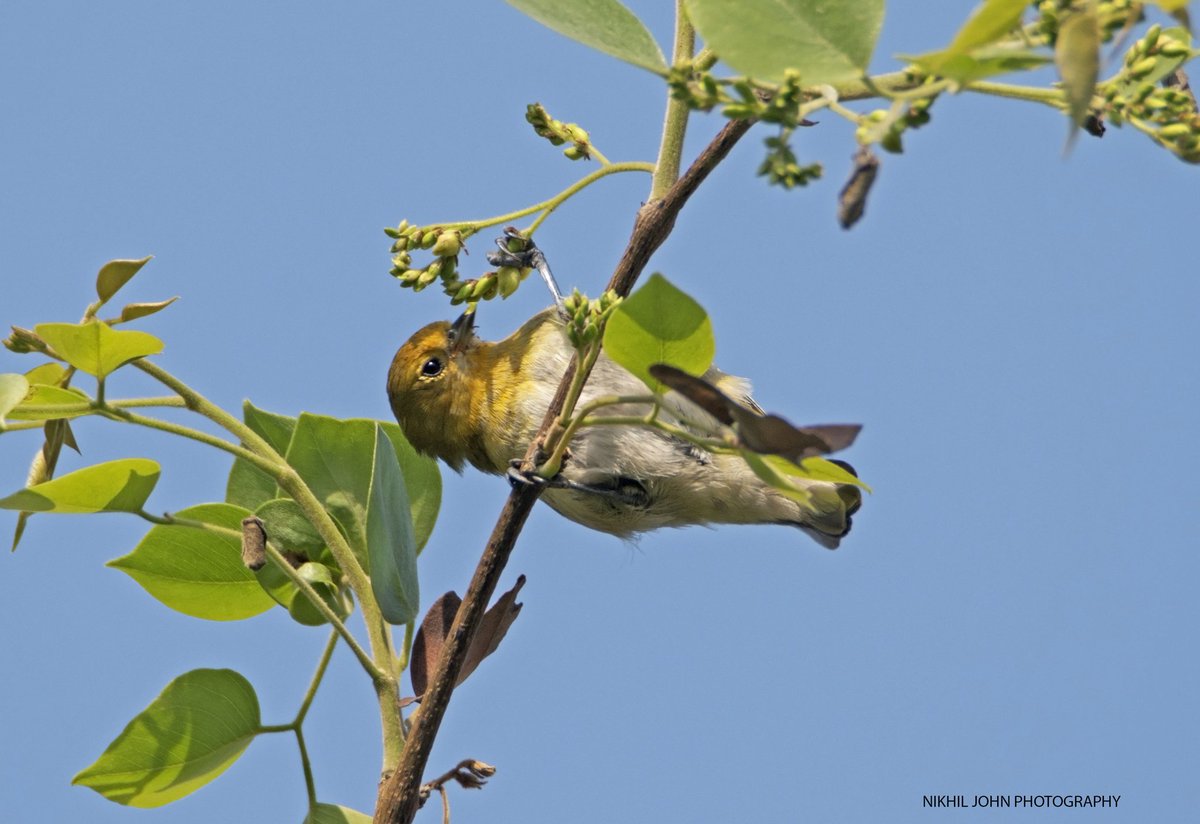nikhilcjohn's tweet photo. #SongbirdSunday #IndiAves
The star of Bhondsi this year!! #FirecappedTit
It's lovely to see them hanging upside down. We saw 2 of them literally falling on the ground as they missed the branch. @IndiAves @Avibase @pnkjshm @vivek4wild @goldsant @rdrakesh @deomurari @mharshaips https://t.co/IJ1FMm8ZWs
