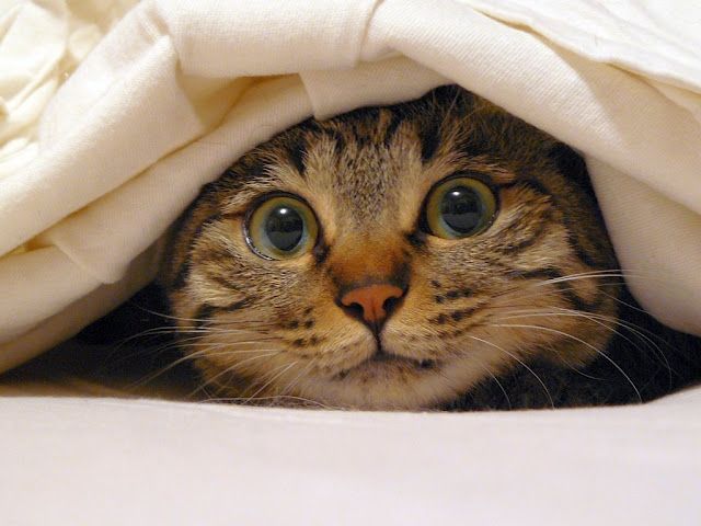 Shut all external doors/windows, keep curtains tightly shut &amp; provide quiet safe space/den/room filled with favourite toys/treats/blankets. Distract pets with TV/radio/music (reggae works apparently!), act as if nothing's wrong/different &amp; reward calm behaviour. #FireworksPetTips