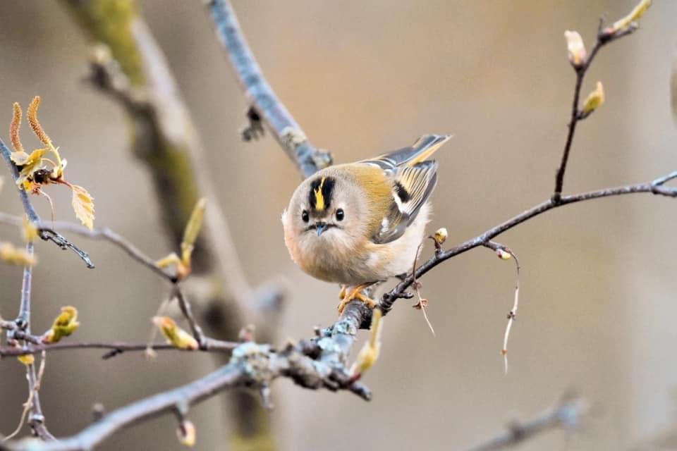 johnstonandjeff tweet media