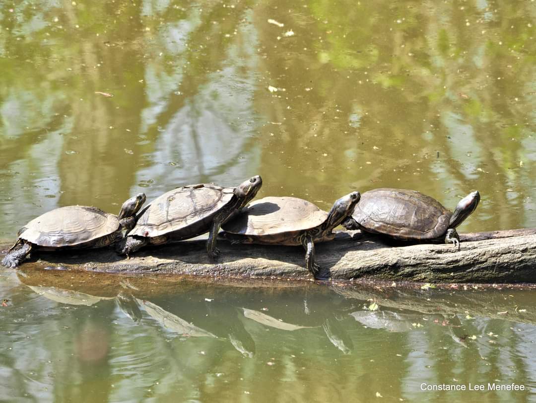 Sunning turtles #Spring2018 #Cincinnati