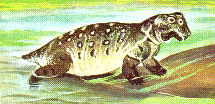 Ranaroth2's tweet photo. Lystrosaurus. Late Permian–Early Triassic, 255–250 million years. Herbiverous Dicynodont (two tusks). Art by Maurice Wilson. #cigarettecard #MauriceWilson #Lystrosaurus #dinosaur https://t.co/aXF6gR6LLP