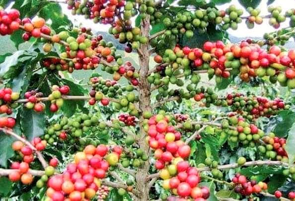 في لقاء جمع مؤسسة #يافع للعمل والإنجاز بوزير الزراعة .
وخلال اللقاء أكد وزير الزراعة بالتكفل الكلي لعمل دراسة ومسح عام لمناطق #يافع الزراعية لشجرة البن ، مع اعتماد عدد من مشاريع المياه ....