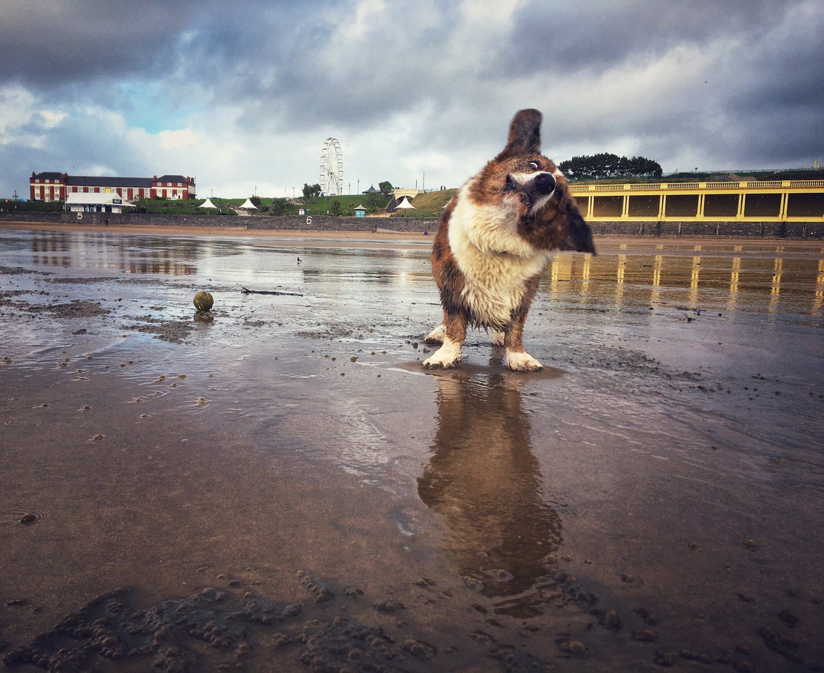 lilsteve79's tweet photo. Corgi on the beach! #cardiganwelshcorgi #barryisland https://t.co/Kn3ZkiMJed
