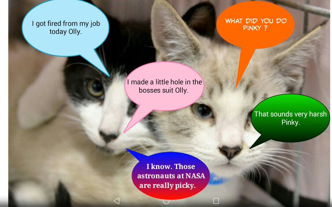 Turtlecat9's tweet photo. Pinky and Olly the Komik Jeanus Corny Jokes!
Happy Munday tweeter wurld! Meow dont nose bout mush, but Olly @AlanSla90124663  sez dere no weason dat Munday kant bees a funday. Meow say weelie?!?!? Den himz made dis joke! Olly rite! Munday kan bees a funday!
����😹😹😹😹😹 https://t.co/c1f5sU6lYZ