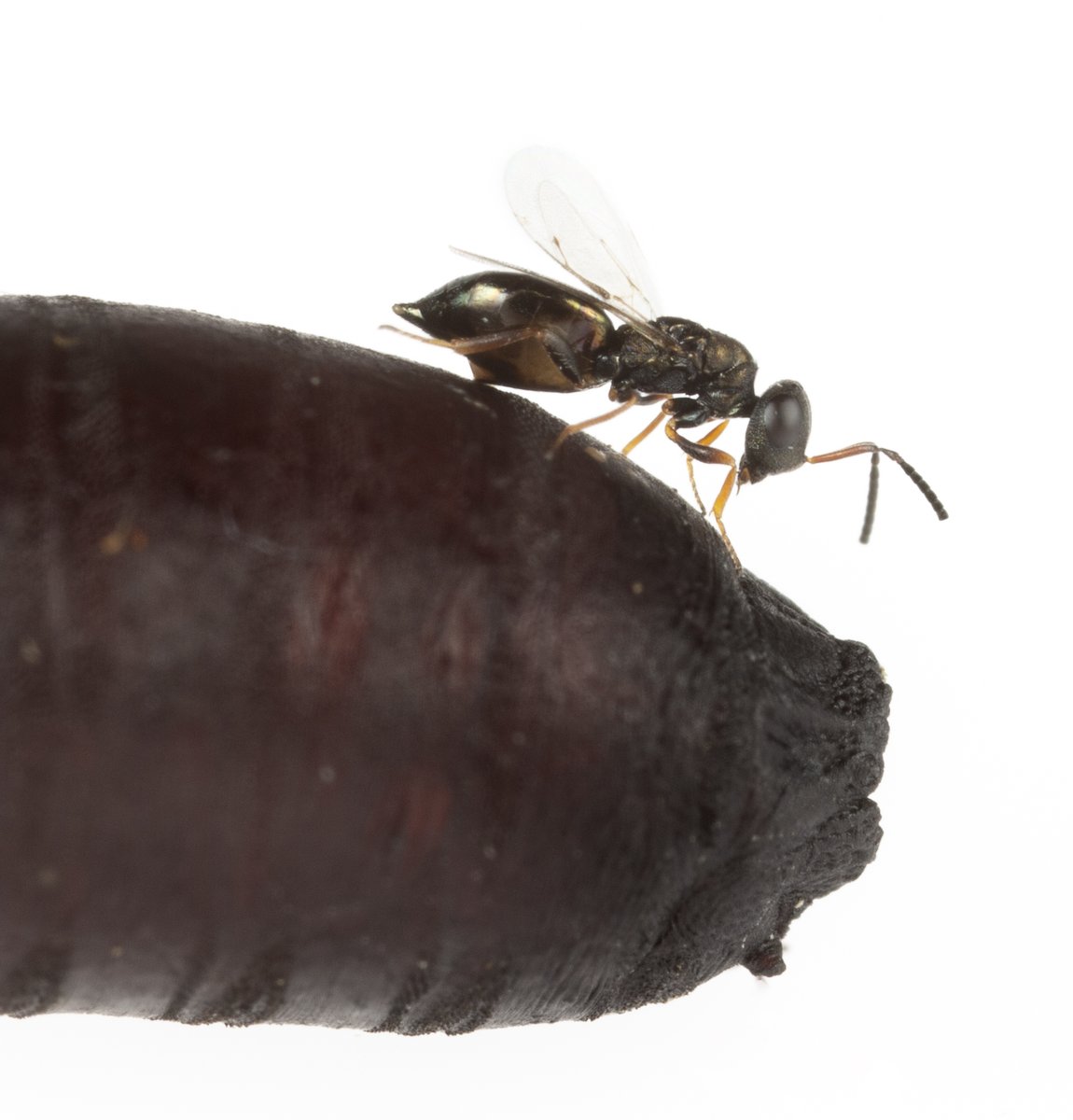 Looking for amazing new graduate students!! My lab investigates the evolution and function of wasp venom and the mechanisms behind galling insects. If this sounds interesting to you, check out my website for more information ellenmartinson.weebly.com Please RT! Photo:Jena Johnson