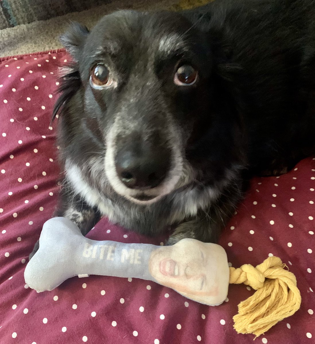 HijinxArts's tweet photo. Fonzie is nervous.
#Elecciones2020 #bitetrump #dogsforbiden https://t.co/gwA7xwR1Kd
