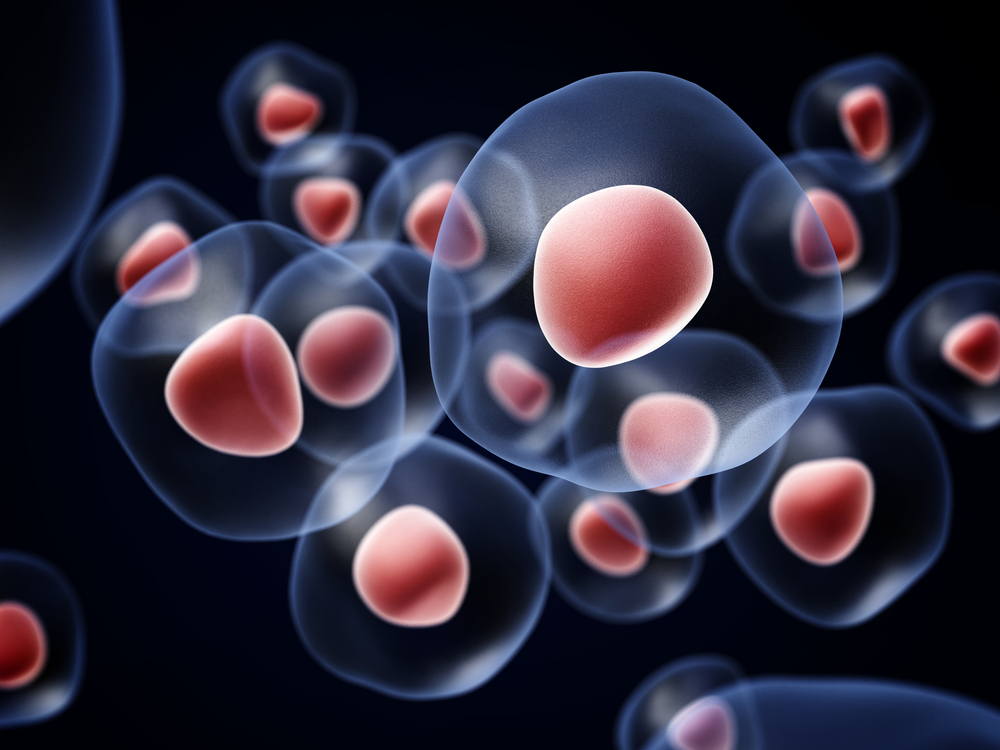 drprovencher's tweet photo. How do BMC #stemcellinjections, #plateletrichplasma (PRP) injections and amniotic fluid-derived allografts accelerate the healing process of orthopedic injuries? Here are your answers: https://t.co/w0ufR5juGg #regenerativetherapy #regenerativemedicine https://t.co/fTEJtI7Foa