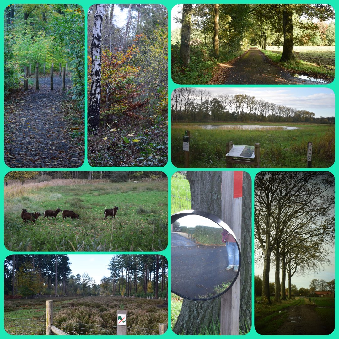 CoolsGreetje's tweet photo. #Wingene #wandelen #vagevuurbos #hendriksberg #nierverentochdichtbij #plaatsvoorpaarden #rustig #verschilkendeondergronden #ontspanning https://t.co/CVnsvltj6H