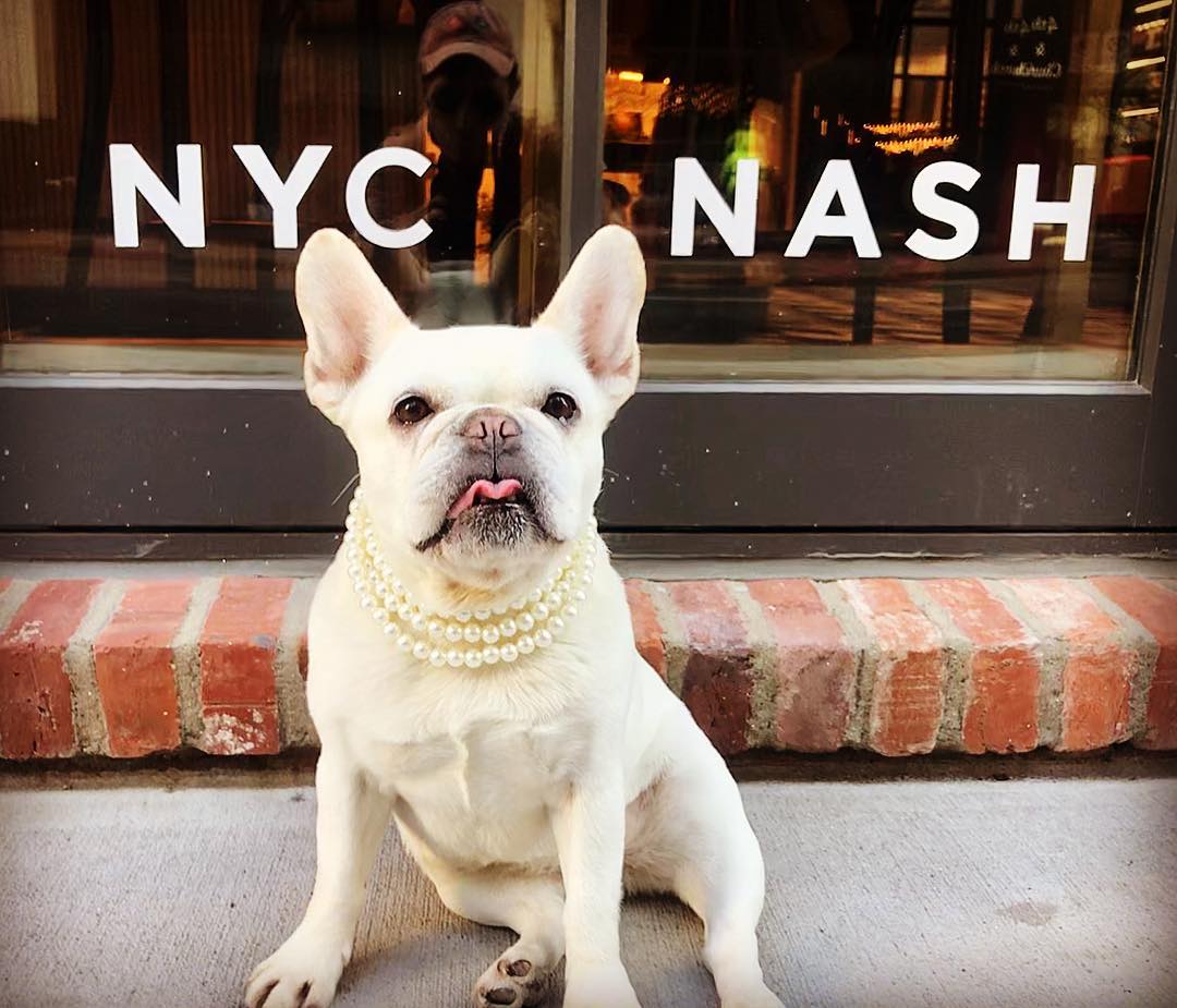 Now that we have your attention with a cute dog… don’t forget to vote tomorrow! 
📸: <a href="/missdixie/">BARBARA M. FISHER</a>.and.daisy 

#vote #IBelieveInNashville #electionday