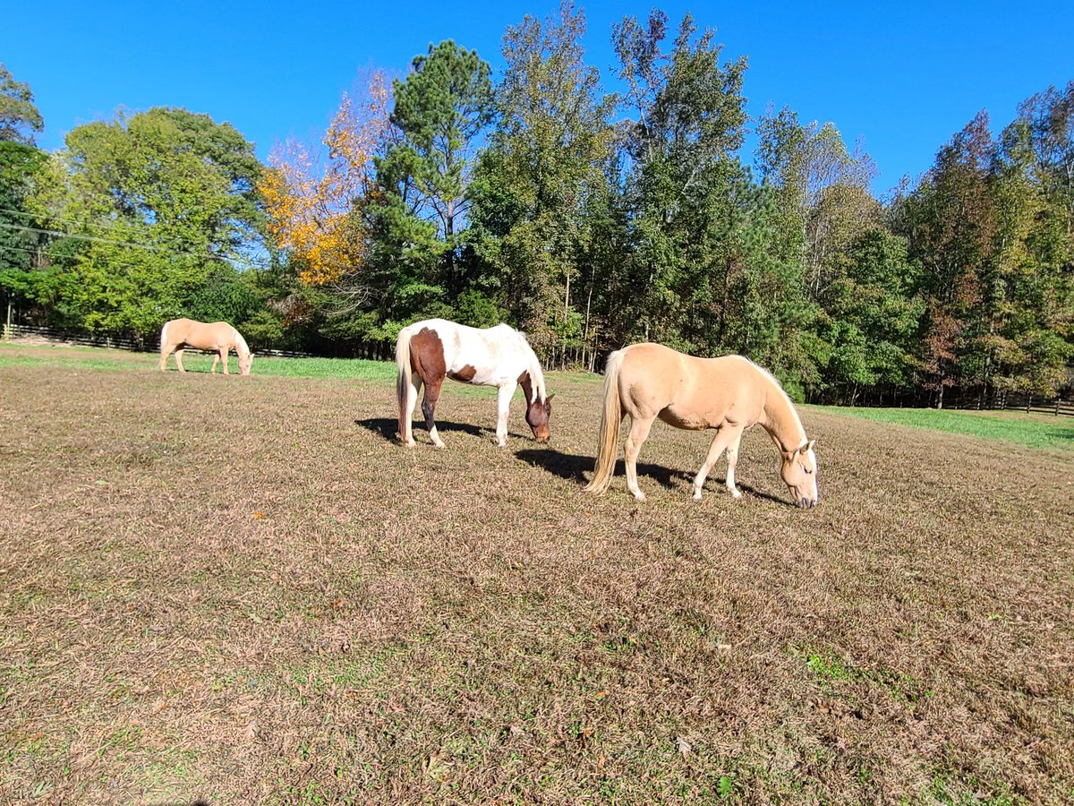 Welcome to the family Roach "Rohh" Carnage 🐎

Gunner in the foreground, Sunny in the background, Rohh in the middle (bay paint).

<a href="/CohhCarnage/">Cohh Carnage</a>