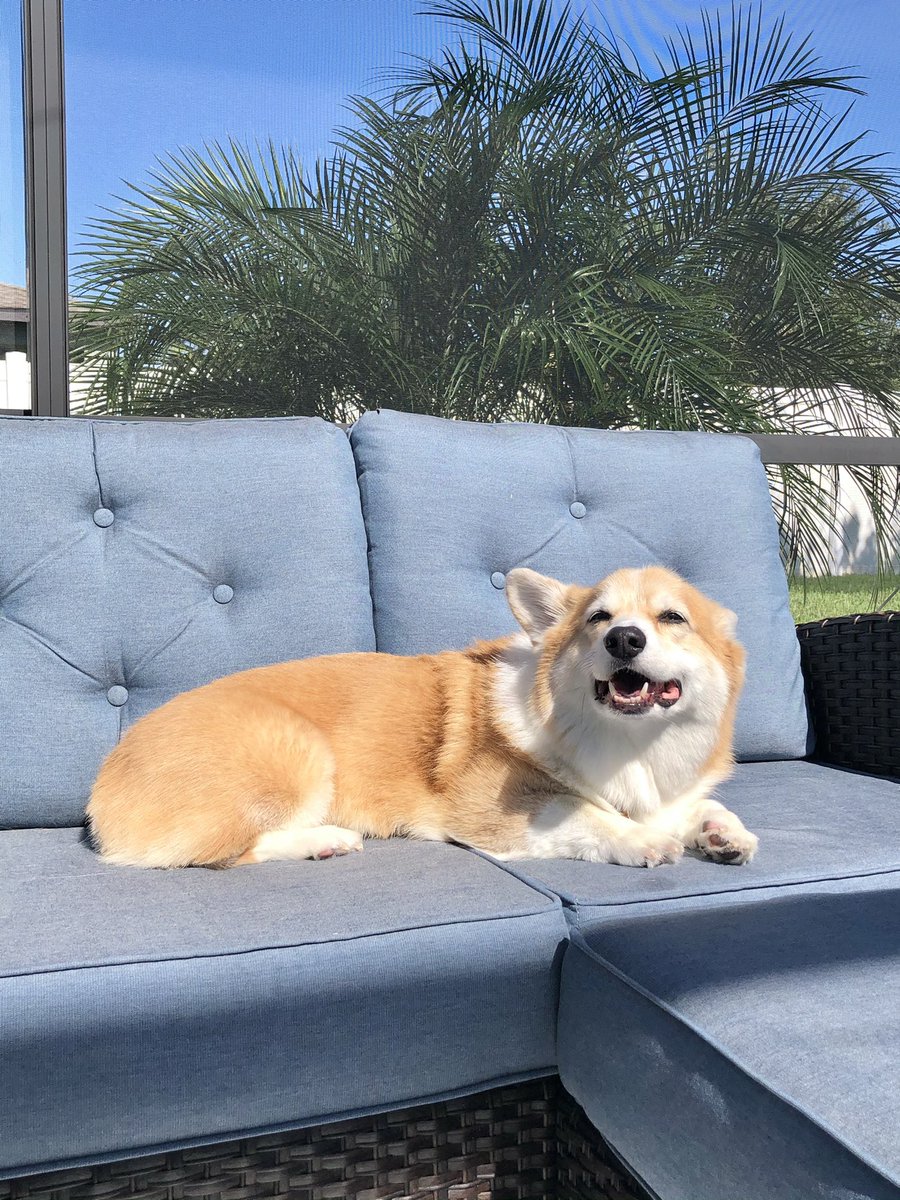 ViPhan's tweet image. Currently a breezy 72F without a cloud in the sky. #caseythecorgi is very pleased with today’s weather. #FloridaFall