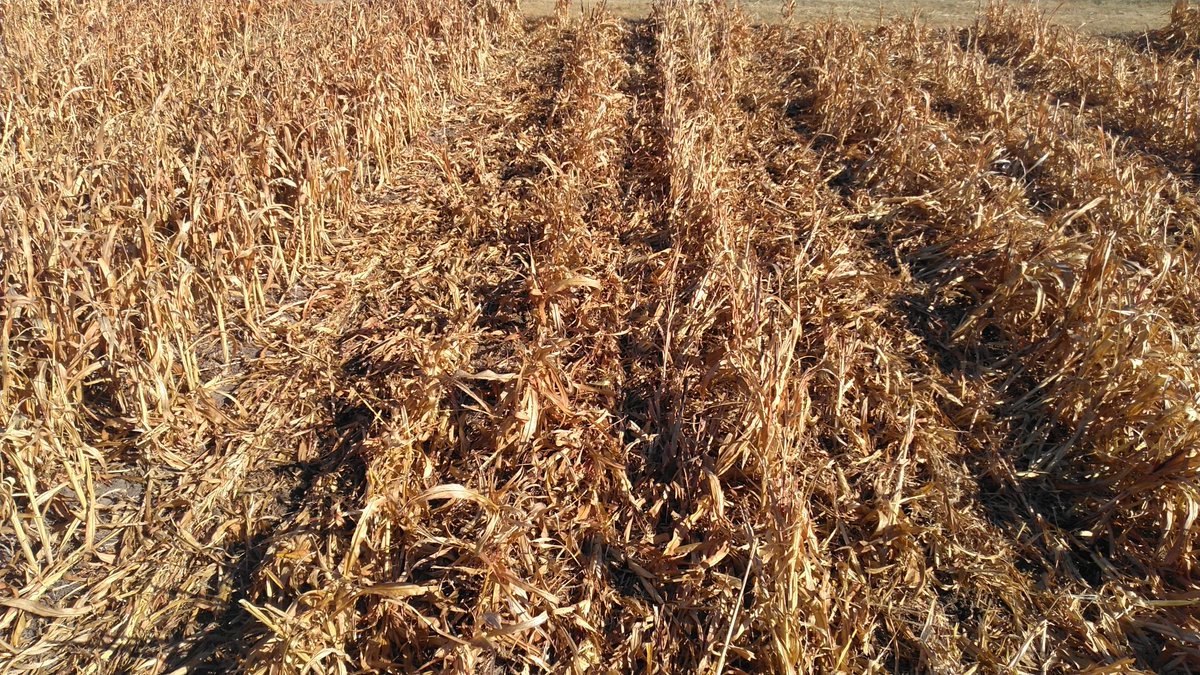 LucasAHaag's tweet image. Beautiful day to plant #winterpeas into fresh sorghum stubble at Hays. Year 3 of 5 statewide effort looking at integrating #pulses into KS cropping systems. Other locations at Colby, Manhattan, and Scandia. #KSUpulses