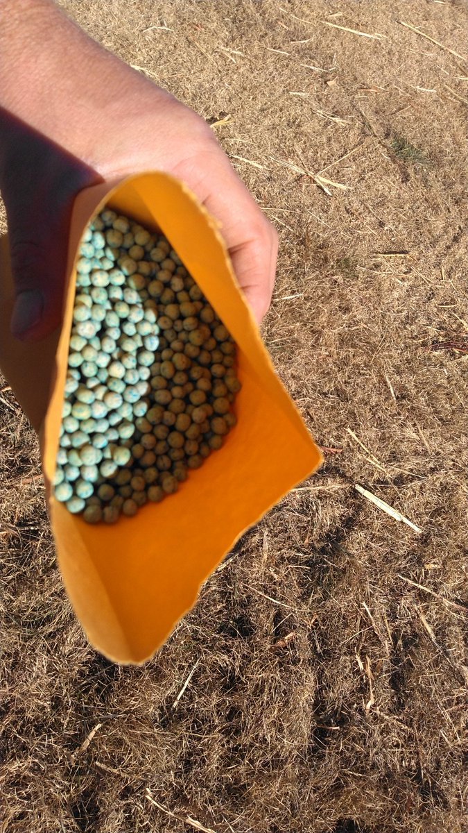 LucasAHaag's tweet image. Beautiful day to plant #winterpeas into fresh sorghum stubble at Hays. Year 3 of 5 statewide effort looking at integrating #pulses into KS cropping systems. Other locations at Colby, Manhattan, and Scandia. #KSUpulses