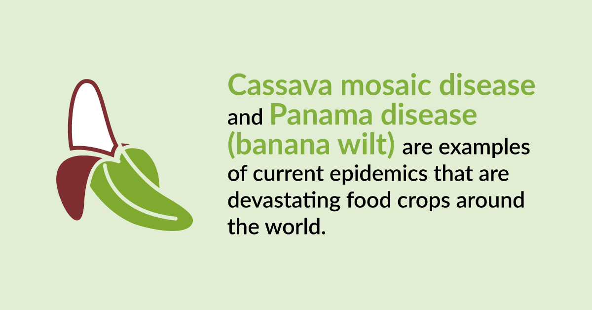 plantdisease's tweet photo. Examples of current epidemics that are devastating food crops around the world #planthealthisyourhealth #iyph #iyph2020 https://t.co/SnzGM74C9u