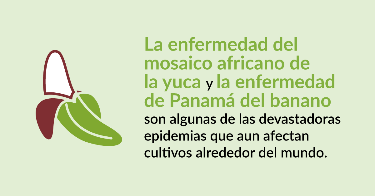 plantdisease's tweet photo. Examples of current epidemics that are devastating food crops around the world #planthealthisyourhealth #iyph #iyph2020 https://t.co/SnzGM74C9u
