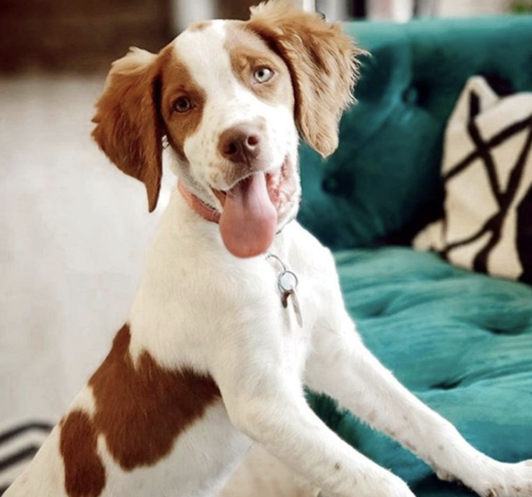 TheScoutGuide's tweet photo. Scouted from @tsggreenville: a precious—and happy— pooch from @dogculturegvl to give your Monday a puppy-inspired pick-me-up.⁠
⁠
Follow The Scout Guide Greenville for more information, inspiration, and updates about local businesses in the area. #TheScoutGuide #TSGGreenville https://t.co/rOHDydszut