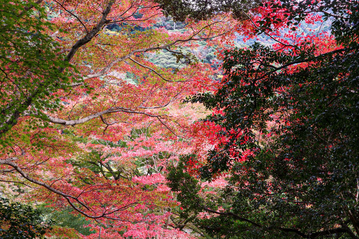 Ichiban_Japan's tweet photo. L'automne à Izumo, préfecture de Shimane 🍁🍂 https://t.co/E1XUK4p4nI