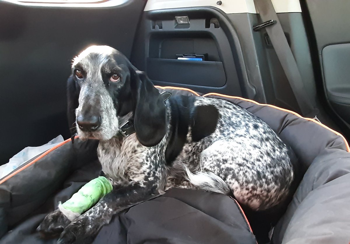 antiquestwins's tweet photo. Toby update: Got him referred to a neurology specialist in Wetherby and he's just had an MRI scan which revealed a slipped disc and others drying out (common with his breed). He's now going into surgery and fingers crossed we'll hear how it went sometime in the next 3 or 4 hours. https://t.co/GnRXUh1qdl
