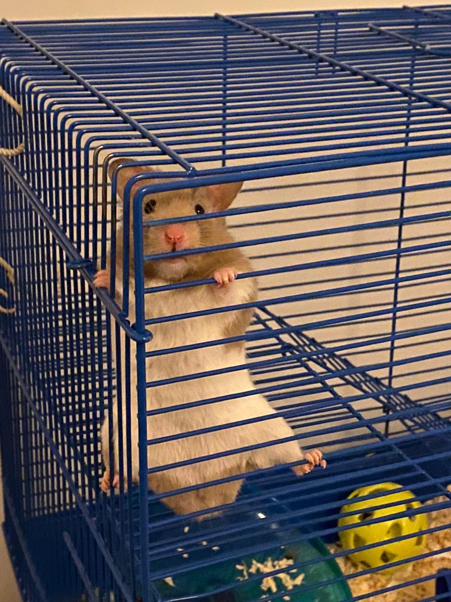 recruitechltd's tweet photo. Say hello to Stormy, he’s our in-house shredder! 🐹
As you can see, he takes his role very seriously...
#Recruitech #hamster #officelife @PetsatHome https://t.co/AizKF0rQrY