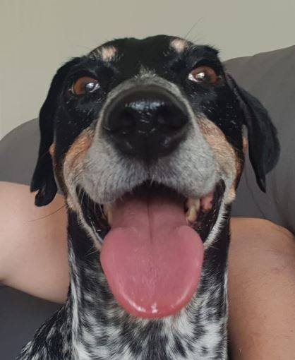 gelert01's tweet photo. 🧨SPOOKED BY FIREWORKS🧨#LUNA missing 01/11/2020 #Castle #CountryPark #Salisbury Owner : Karen mobile number 07919 352054 Do not try to grab her. @MissingPetsGB @rosiedoc666 @RachaelB100 @veryluckypugs @ChrstinaKelly @Lorrain90964806 @bs2510 @KarenFi51820768  @OneStopAllDogs https://t.co/RaCbYlFVKv