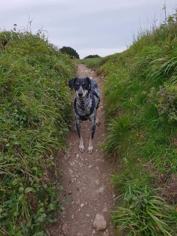 gelert01's tweet photo. 🧨SPOOKED BY FIREWORKS🧨#LUNA missing 01/11/2020 #Castle #CountryPark #Salisbury Owner : Karen mobile number 07919 352054 Do not try to grab her. @MissingPetsGB @rosiedoc666 @RachaelB100 @veryluckypugs @ChrstinaKelly @Lorrain90964806 @bs2510 @KarenFi51820768  @OneStopAllDogs https://t.co/RaCbYlFVKv