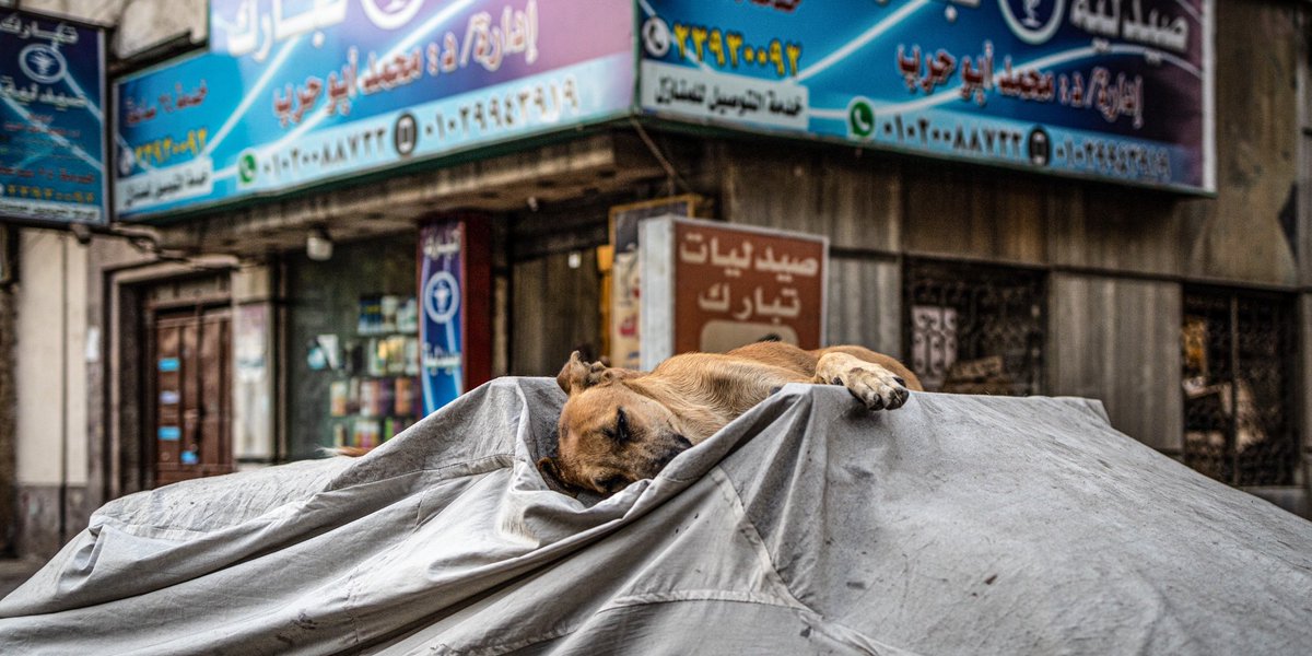 LeneNatashaLind's tweet photo. Perfect place to snooze 💤  🛌 on a Cairo street #abdeen #downtowncairo #cairo https://t.co/VwD3QTCud9