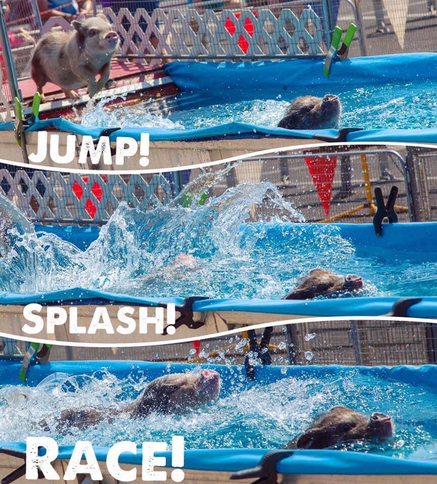 AtownFair's tweet photo. The Robinson’s Pig Paddling Porkers cure our #Monday blues - hbu? 🐽🐷
#allentownfair #fullonfun #oinkoink #swimmingpigs #piggies https://t.co/7jqTQx95yJ