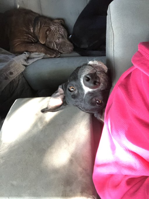 Hmm so I looked into it and looks like shelters here aren&rsquo;t very kind to pittys and pit mixes... I&rsquo;m<a href="/tag/mvsales"class="tags"><span>#mvsales</span></a>