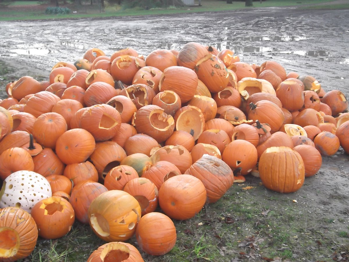 A Perth County pig farm is collecting your jack-o-lanterns! Here is where you can drop them off! <a href="/perthpork/">Fred & Ingrid</a>  bit.ly/3kUqYHM