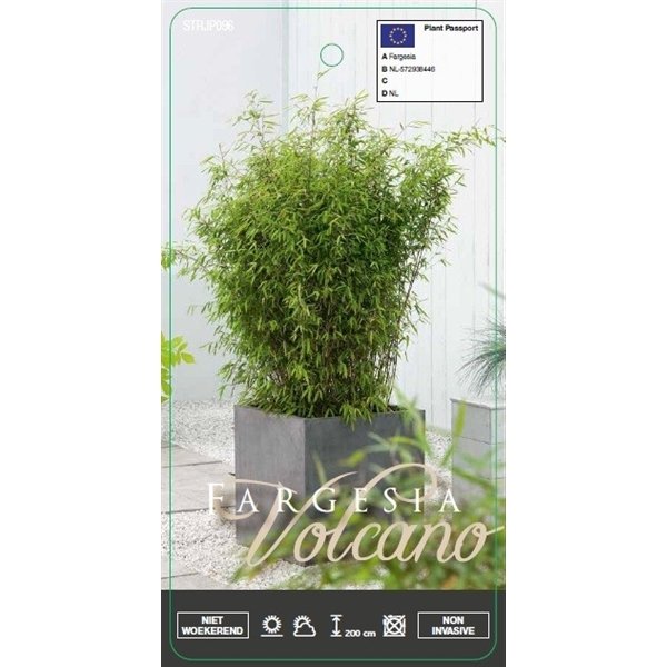 Deze tijd van het jaar zijn wij druk bezig met het produceren van onze Bamboe #Fargesia.
Wist u dat Bamboe een CO2-vreter is? Er zijn zelfs artikelen die aangeven dat Bamboe 30% meer zuurstof afgeeft dan andere (boom)soorten.
Alle Bamboe die wij kweken zijn tevens niet-woekerend!
