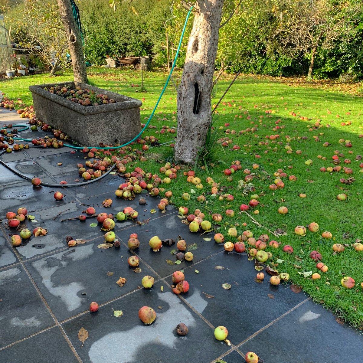 GowerBeachGuide's tweet image. Day nine of #firebreaklockdown in #Gower 🏖️🏴󠁧󠁢󠁷󠁬󠁳󠁿Windy and wet today. When it dries up I will sort out the windfalls.