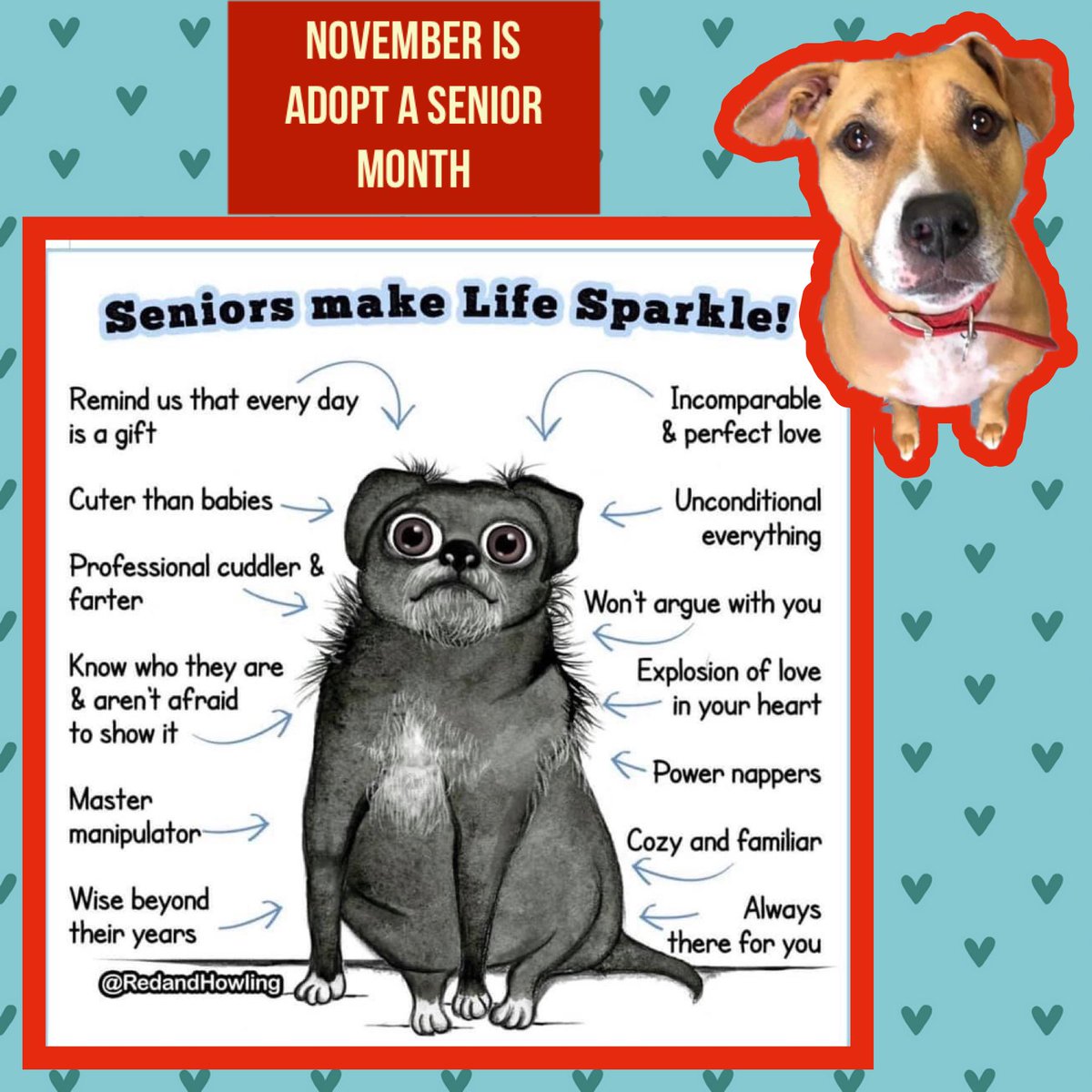 CNY_SPCA's tweet photo. Hi everyone, since #November is #Adoptaseniormonth, #Spice would like to share the benefits of adopting a #senior #dog.  Even though Spice is only 5 yrs old, she’d like to spend the rest of her years in a loving &amp; caring family! Email sm@cnyspca.org to meet this sweet girl! https://t.co/1JGIEqrw2v