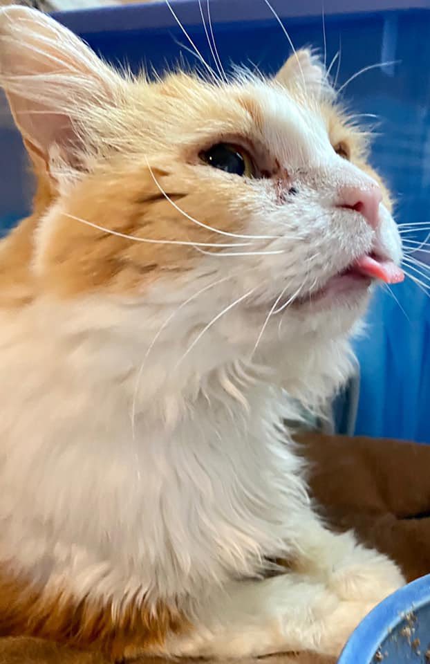 The Jackson Galaxy Project tweet media